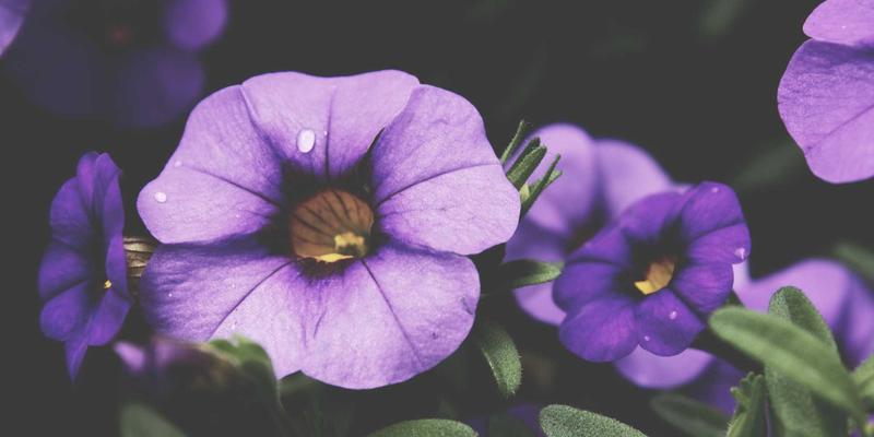 北京平安56周年：跨境物流三驾马车——陆运、仓储与城配如何为中国企业出海破局